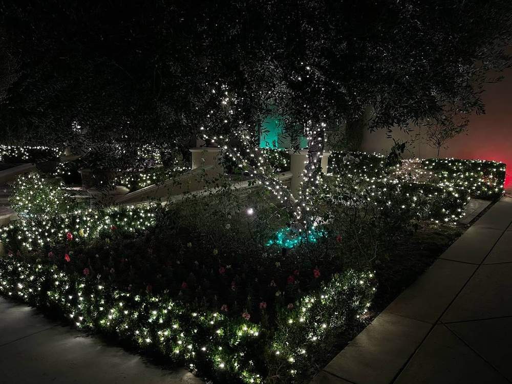 Bush wrapping and tree lighting in Calabasas