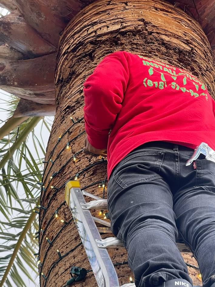 Installer wrapping a palm tree in warm white lights