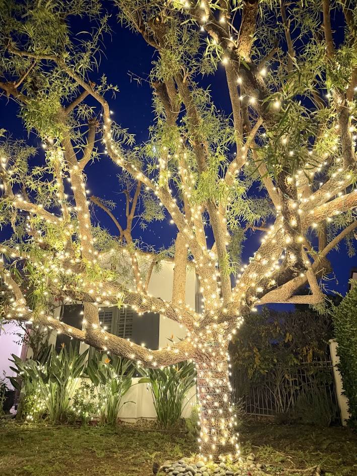 Mature tree wrapped trunk to canopy in warm white holiday lights at night